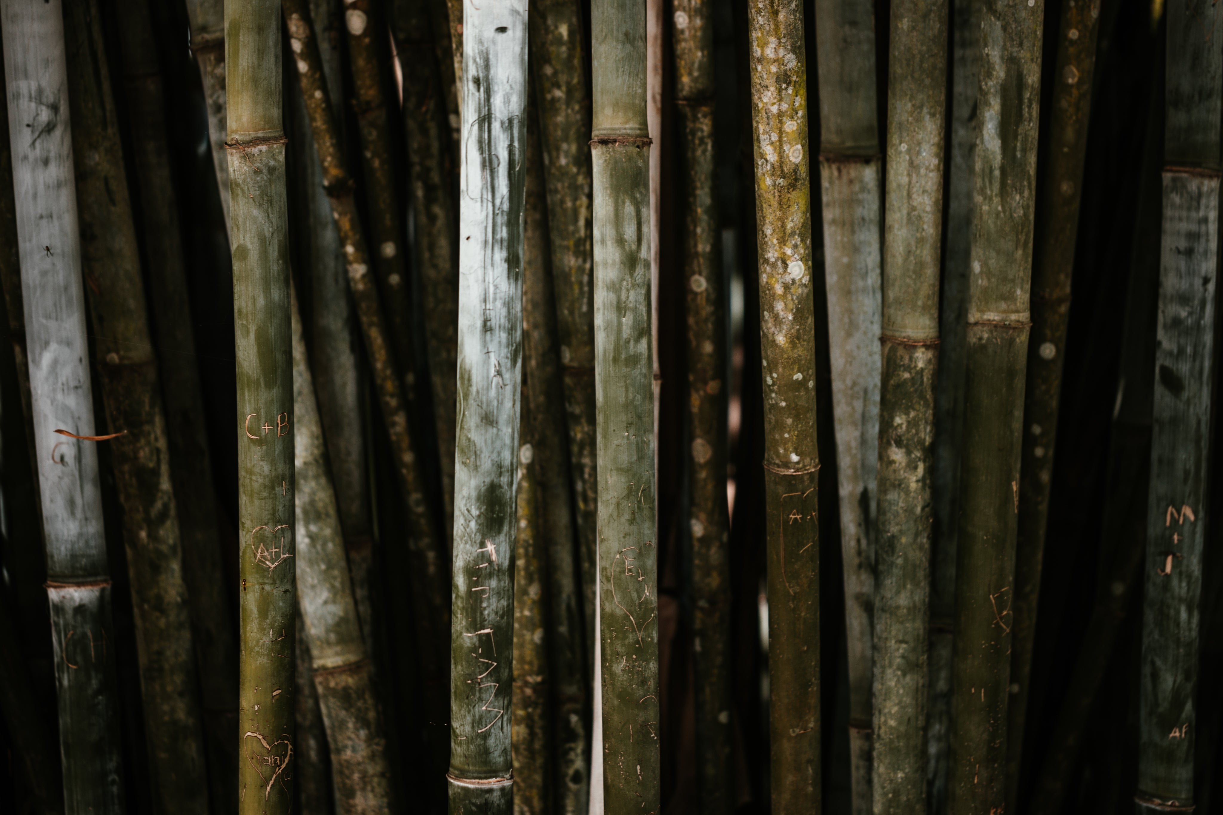 files/a-etched-cluster-of-bamboo-stalks.jpg