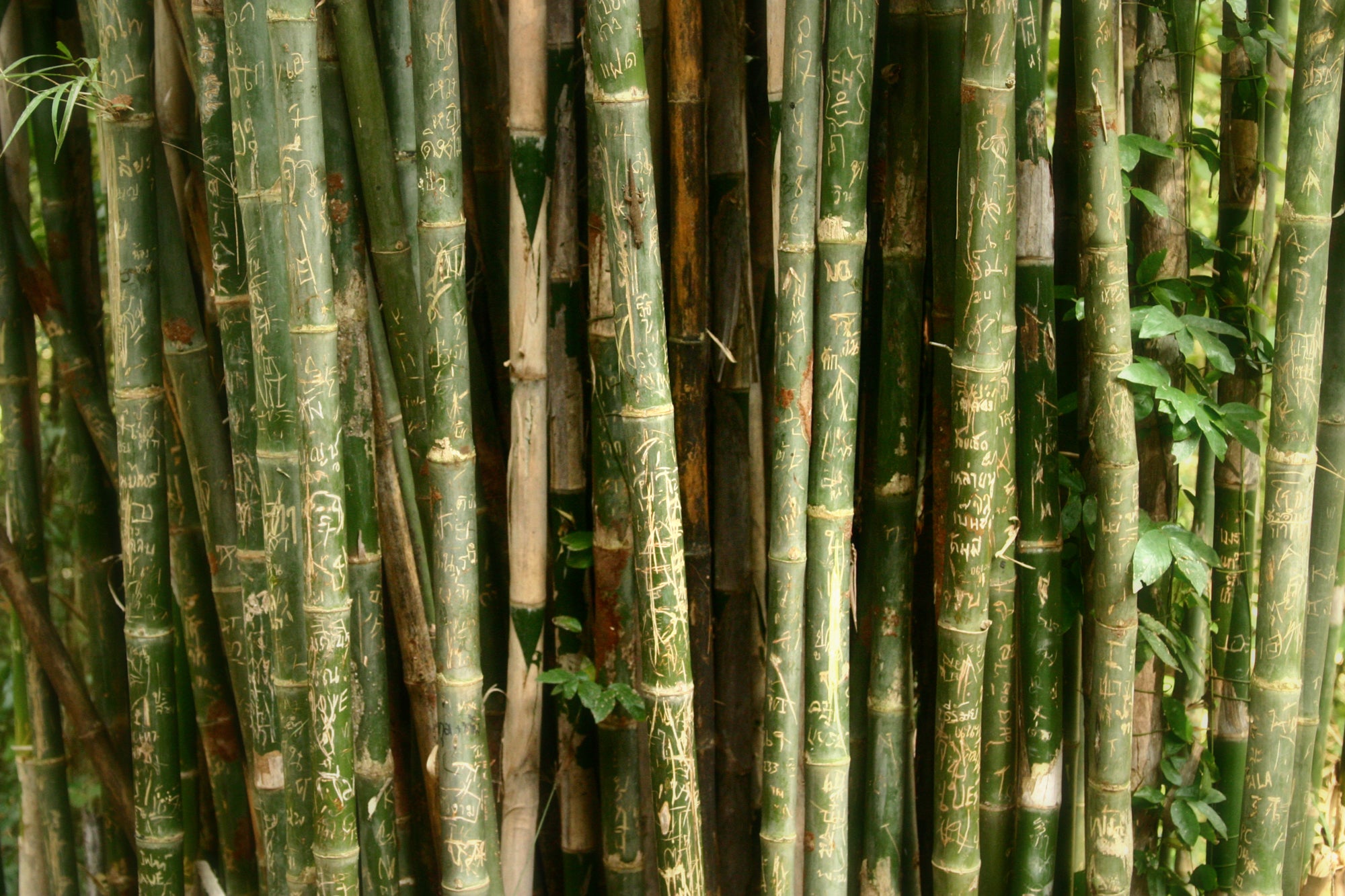 files/bamboo-with-engravings.jpg